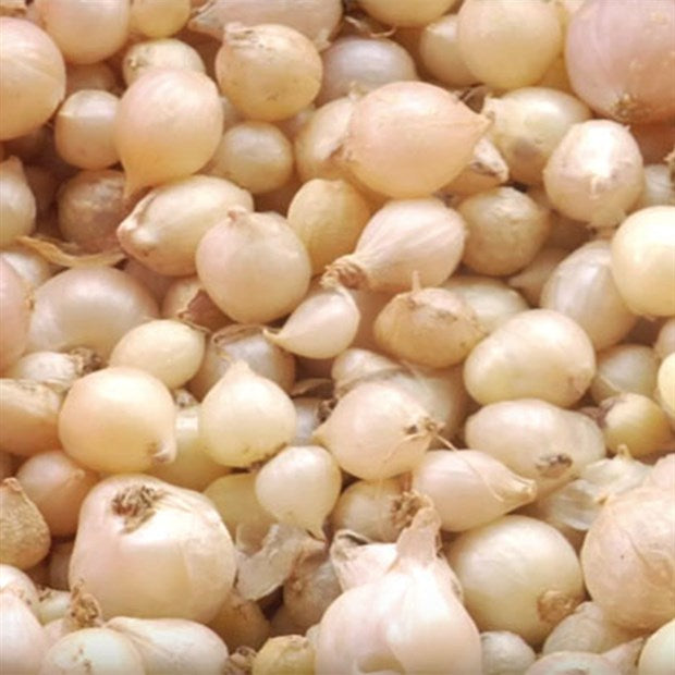 Củ Nén | Frozen Wild Chives