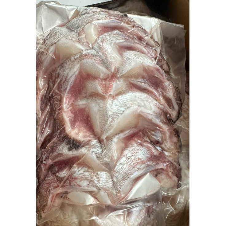 Mang Cá Tráp Đỏ | Red Sea Bream Collar