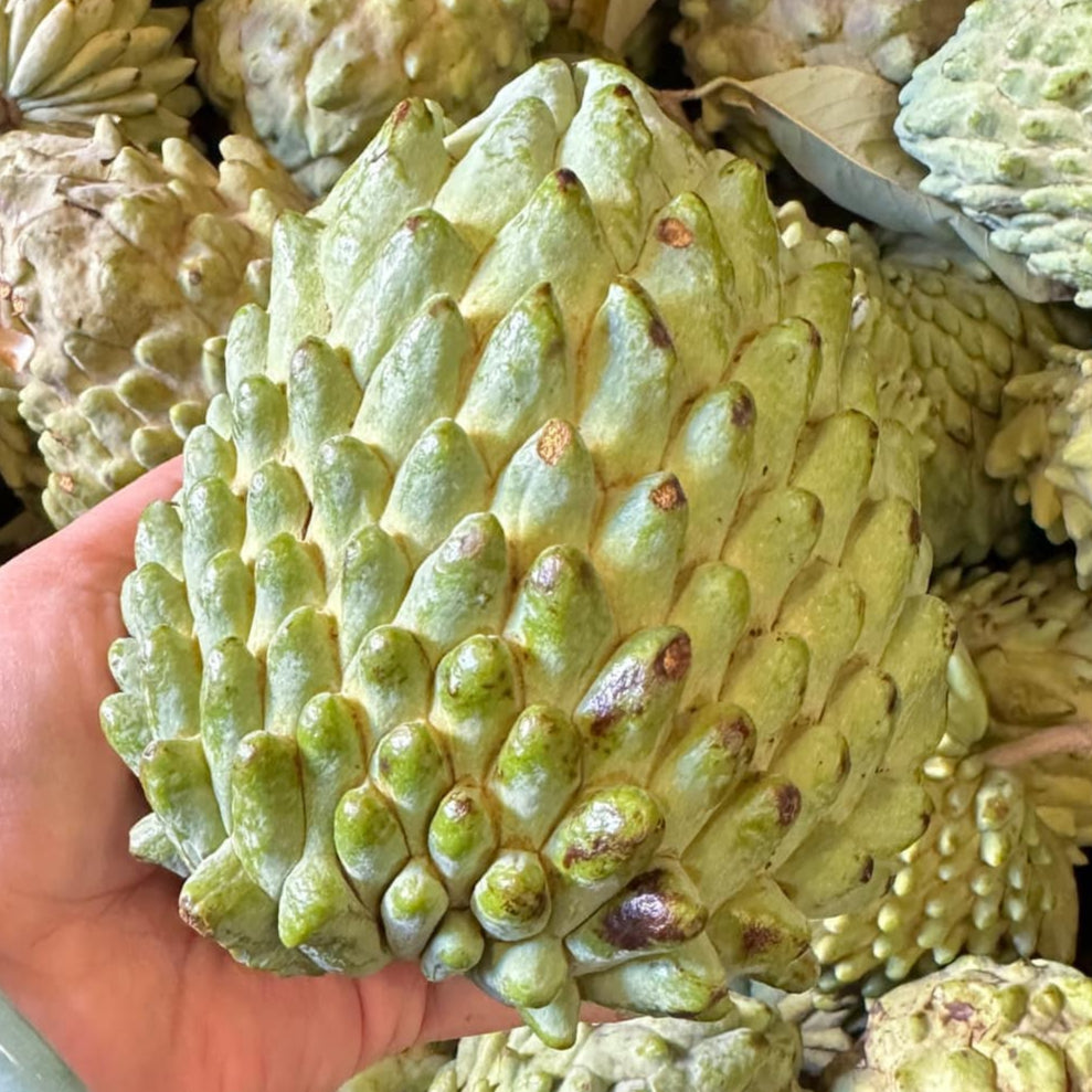 Mãng Cầu Do Thái Lớn | Atemoya