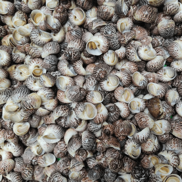 Ốc Bông-2lbs | Tiger Moon Snails