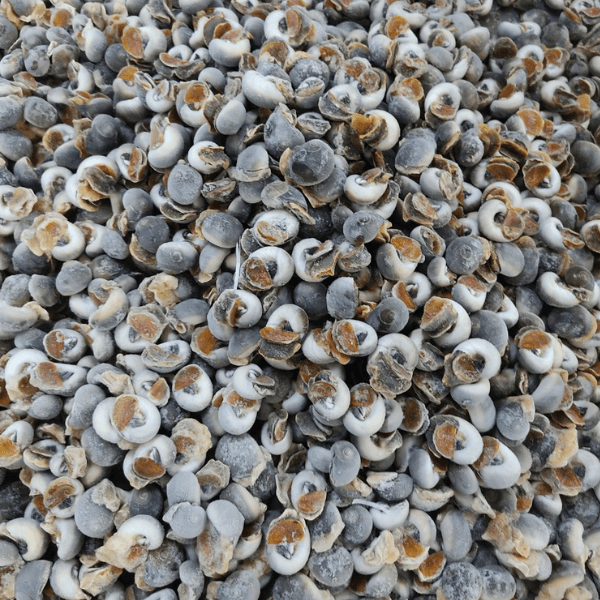 Ốc Mỡ | Cooked Whole Grease Snail