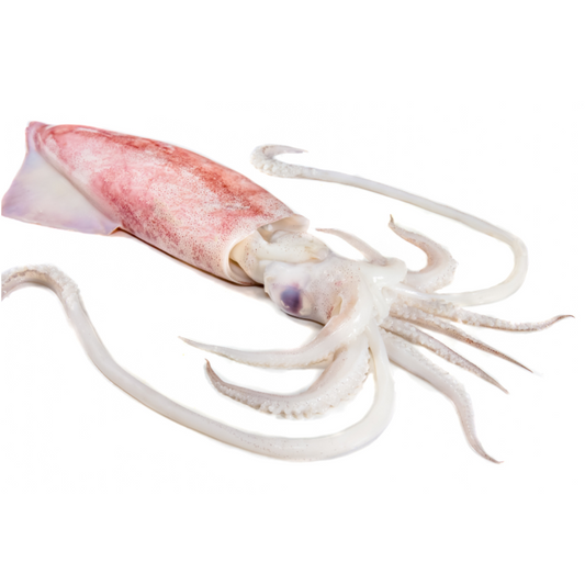 Mực Ống VN Loligo 30/35 | Frozen Whole Round Loligo Squid
