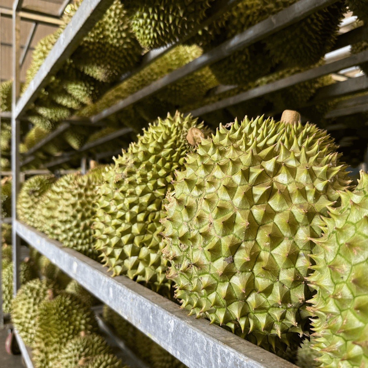 Sầu Riêng Ri6 Mini | Frozen Durian Mini PNCB