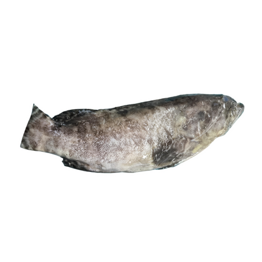 Cá Mú Taiwan | Taiwanese Hybrid Tiger Grouper
