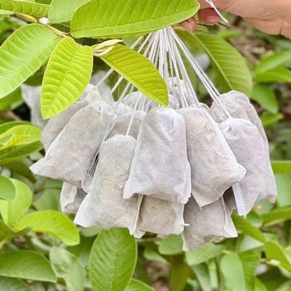 Trà Giảm Cân Lá Ổi | Guava Leaves Diet Tea