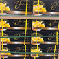 Sầu Riêng Ri6 Thượng Hạng YW | Frozen Premium Whole Durian