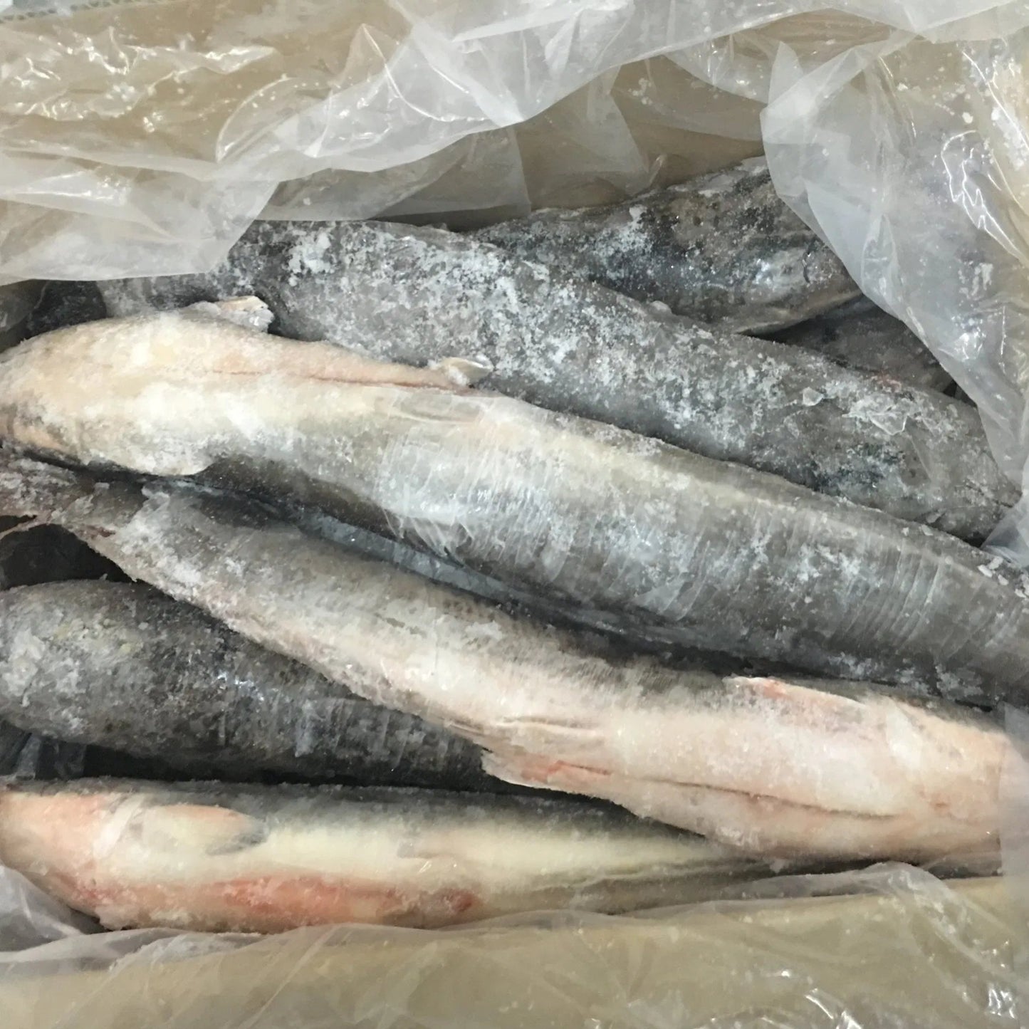 Cá Trê Vàng | FZ Whole Clarias Fish