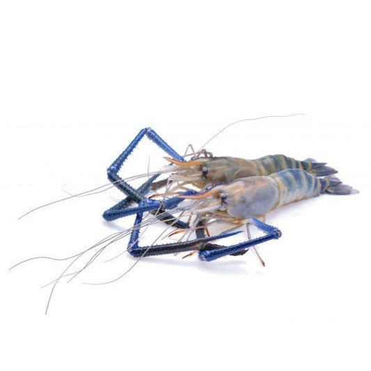 Tôm Càng Xanh Size 2-4 | Giant Freshwater Prawn