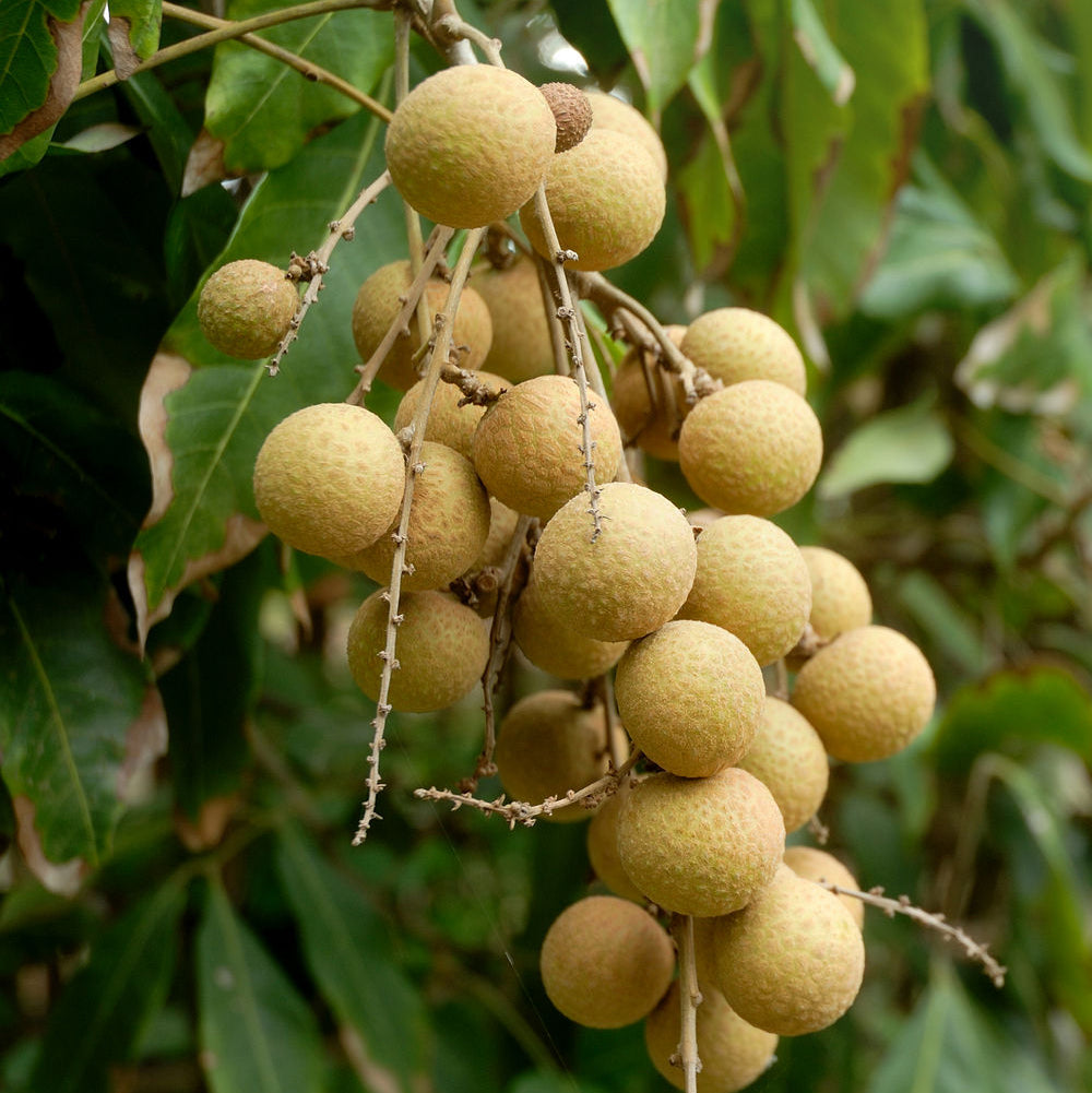 Nhãn Cali | Fresh Longan