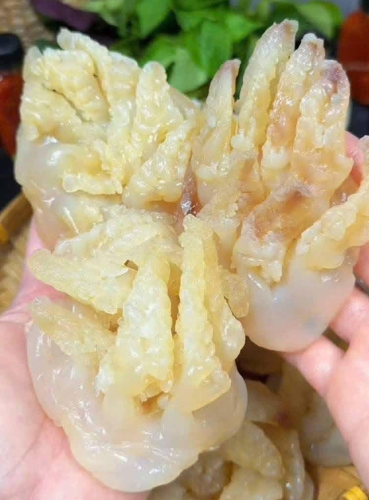 Sứa Chân Mèo | Jellyfish