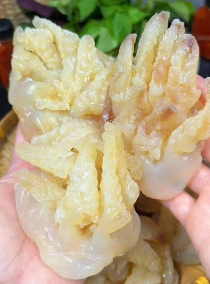Sứa Chân Mèo | Jellyfish