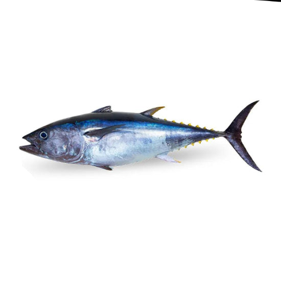 Cá Ngừ Bluefin | Bluefin Tuna (lb)