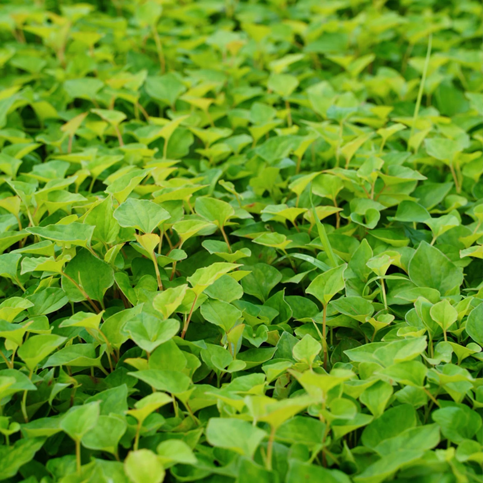 Bột Diếp Cá | Houttuynia Cordata Powder