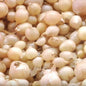 Củ Nén | Frozen Wild Chives