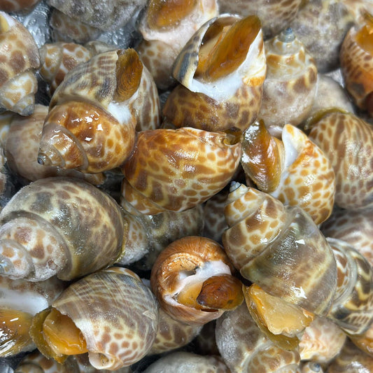Ốc Hương India | Indian Sweet Snail