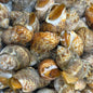 Ốc Hương India | Indian Sweet Snail