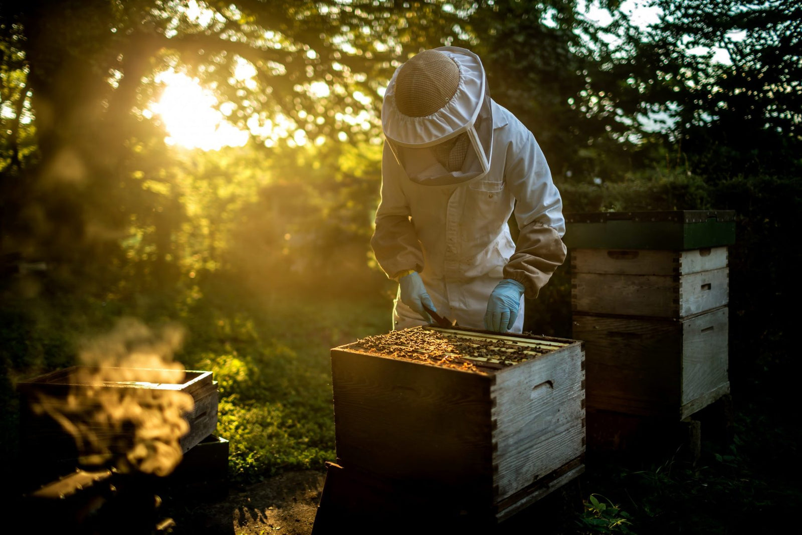 Mật Ong Farm Cali | California Farm Honey