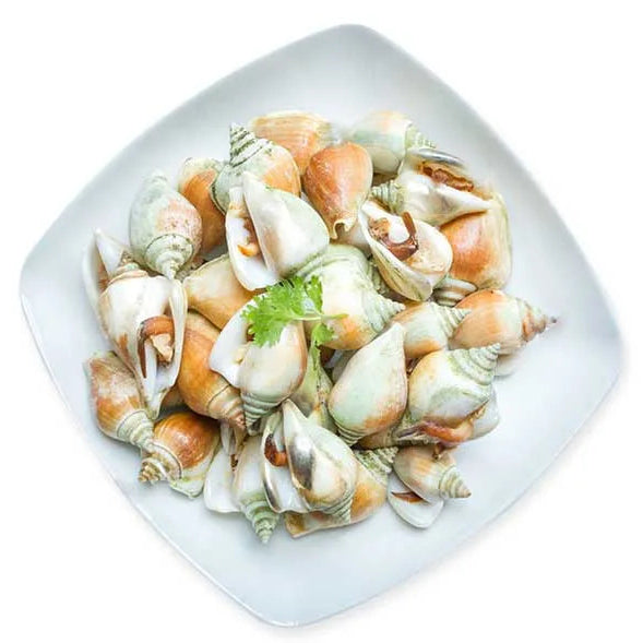 Ốc Nhảy | Frozen Whelk Snail