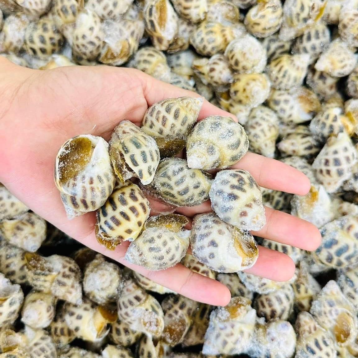 Ốc Hương Việt Nam | Vietnamese Sweet Snail