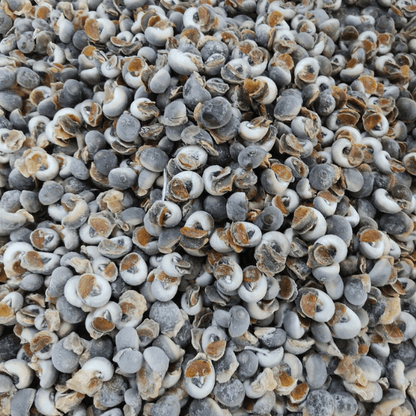 Ốc Mỡ | Cooked Whole Grease Snail