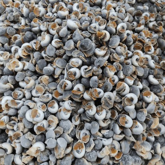 Ốc Mỡ | Cooked Whole Grease Snail