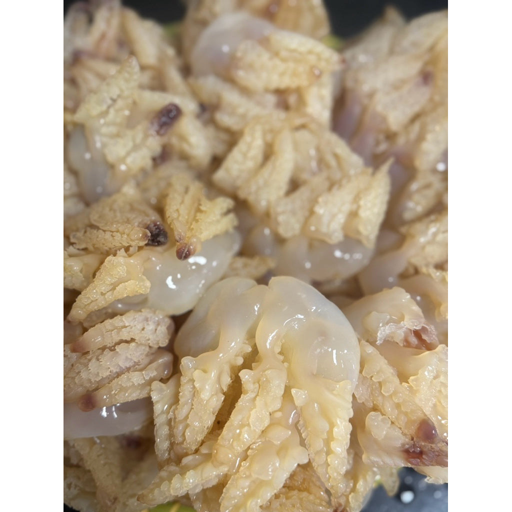 Sứa Chân Mèo | Jellyfish