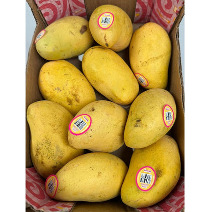 Xoài Thanh Ca- Bunny Brand | Mangifera Mekongensis