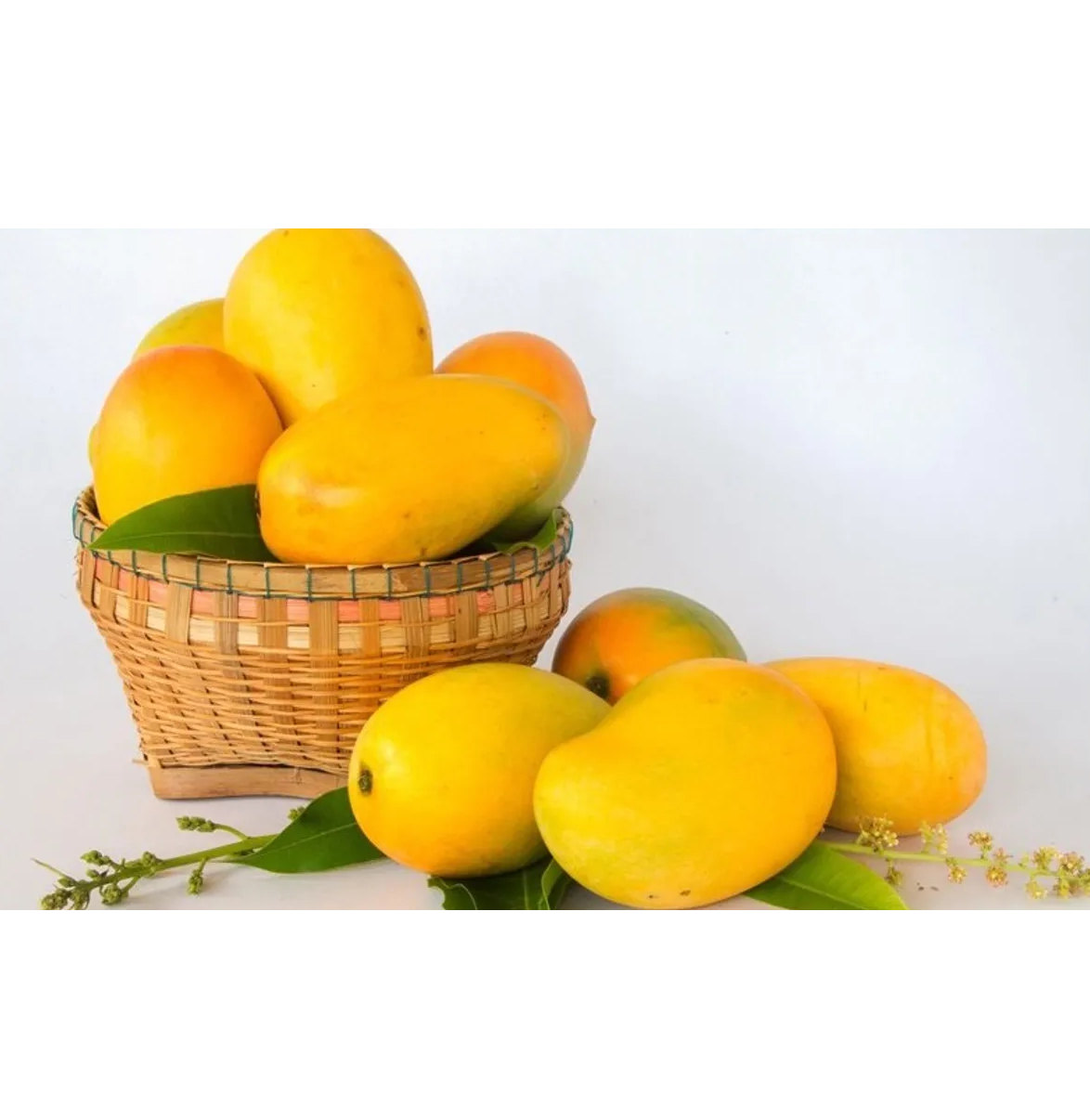 Xoài Thanh Ca- Bunny Brand | Mangifera Mekongensis